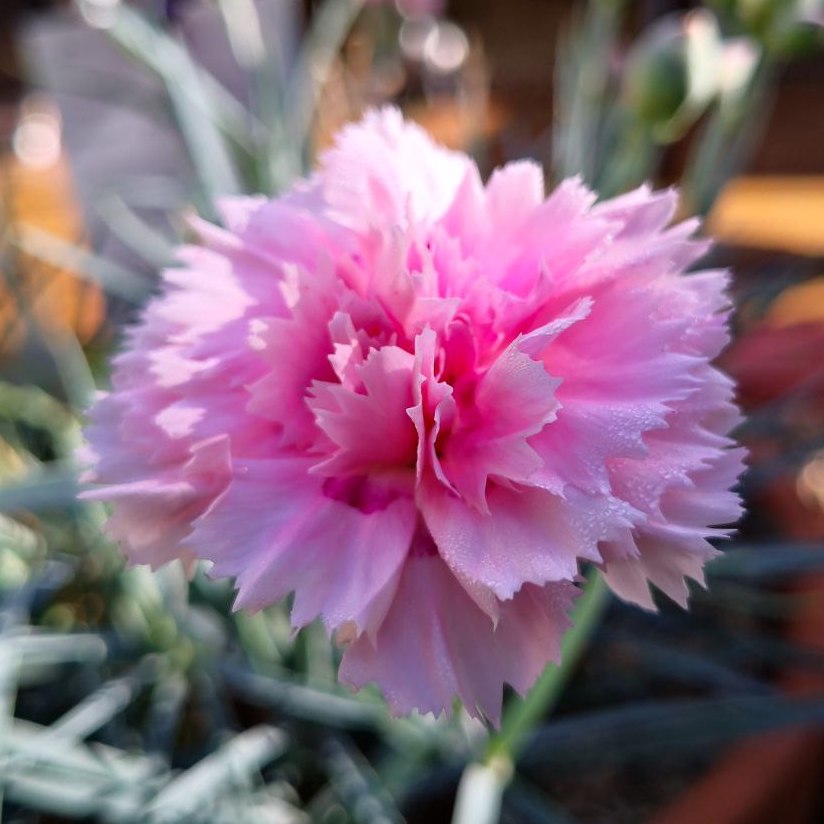 Dianthus 'Candy Floss' Plant Gallery & Garden Diary Nick's Blog